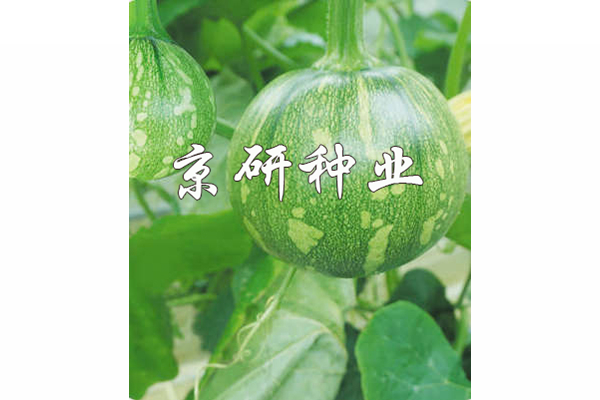 嫩早4號(hào)