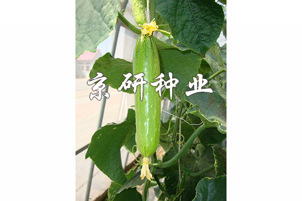 京研旱寶5號(hào)