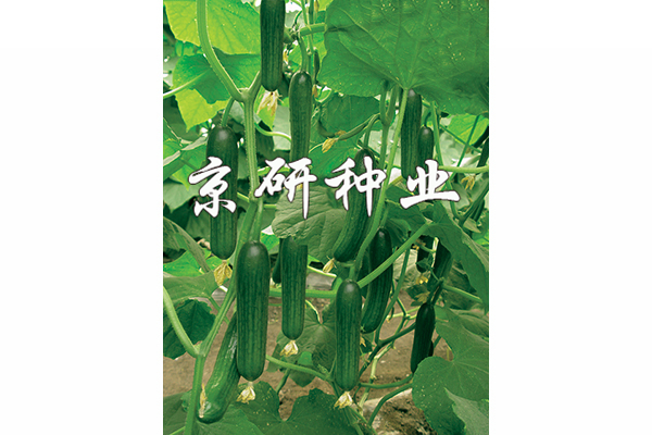 京研迷你2號(hào)