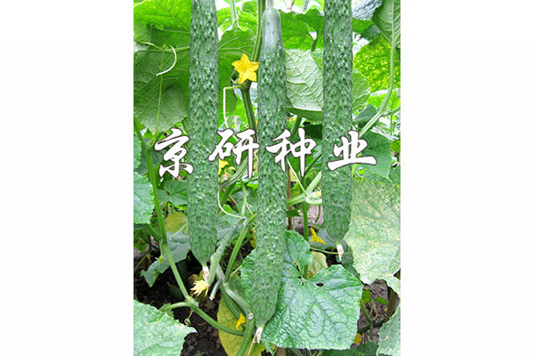 京研夏美2號(hào)