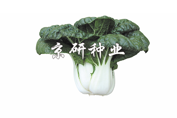 奶白5號(hào)