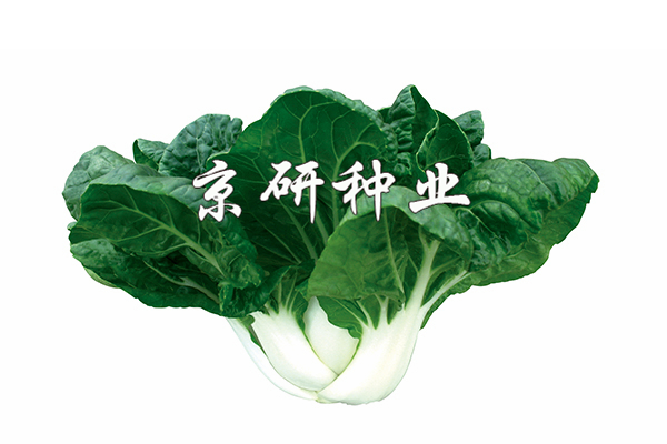 奶白4號(hào)