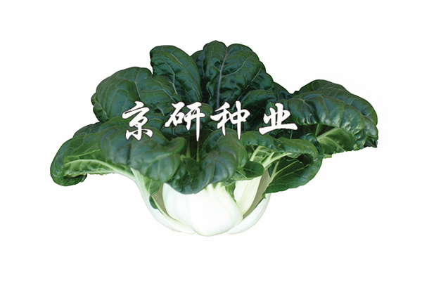 斗白2號(hào)