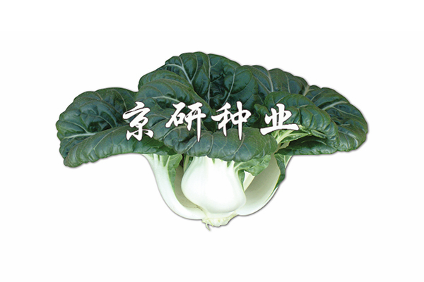 斗白1號(hào)