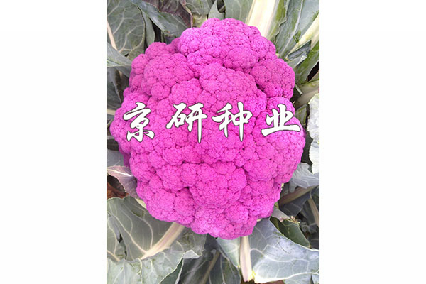 紫花1號(hào)