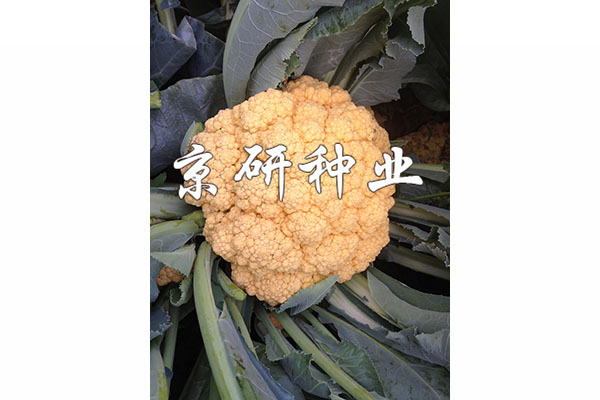 橙花1號(hào)