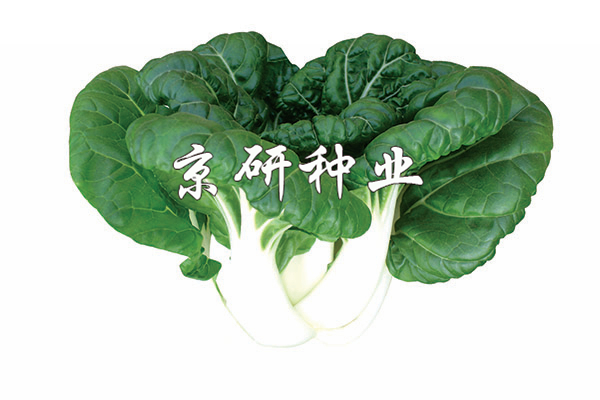 奶白1號(hào)