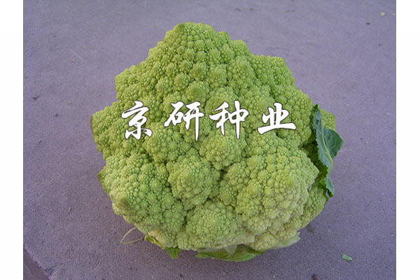 塔花1號(hào)