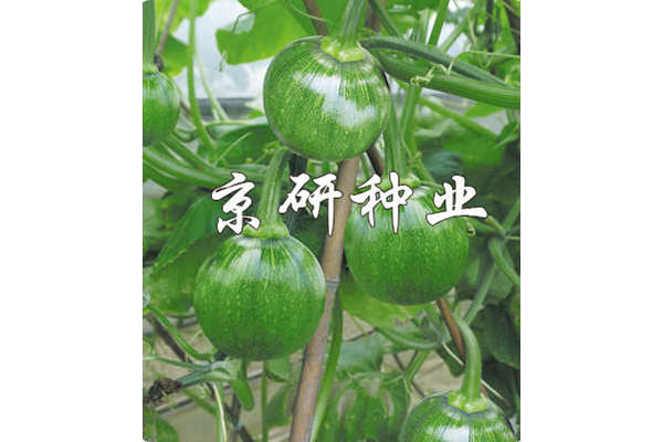 嫩早2號(hào)