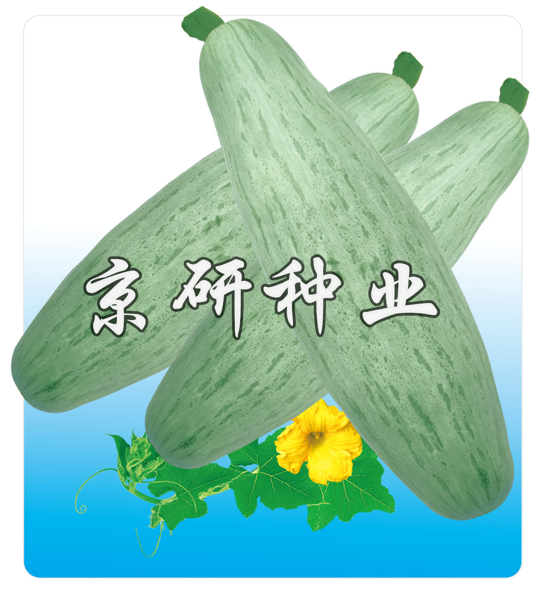 長(zhǎng)香栗1號(hào)